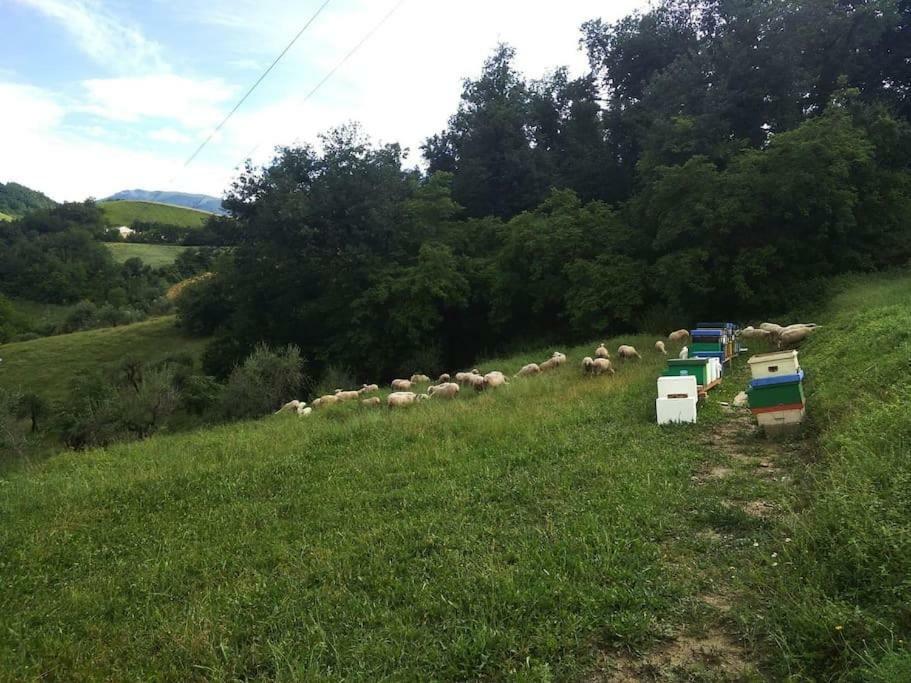 Agriturismo Bellavista Arsita Luaran gambar